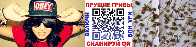 Псилоцибиновые грибы MAGIC MUSHROOMS  Купить  Свободный 